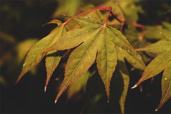所罗门王的指环读后感
