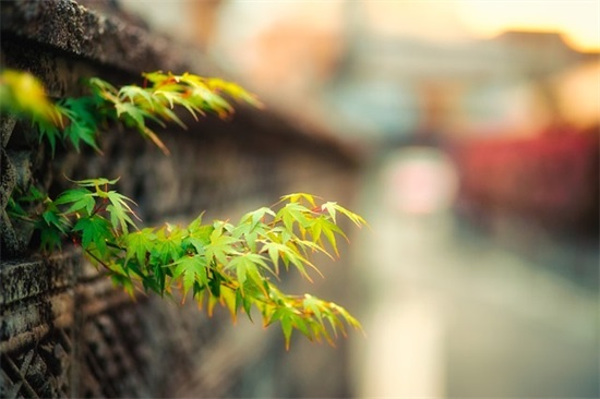 酒店管理专业求职信范文