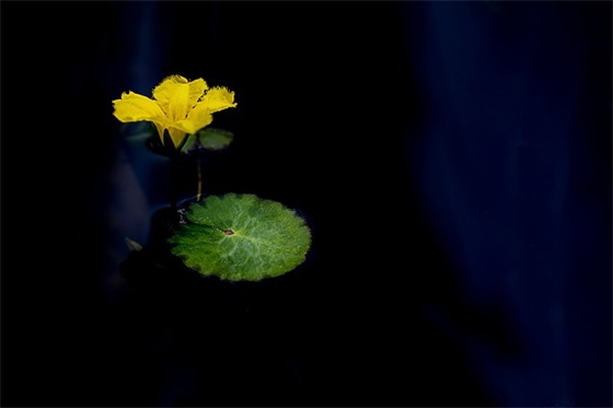 清明节诗句并赏析 清明诗句赏析