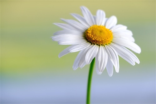 教师节日的祝福语