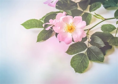 形容客房的古文