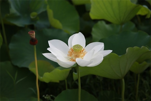 表达对爱情无奈的句子