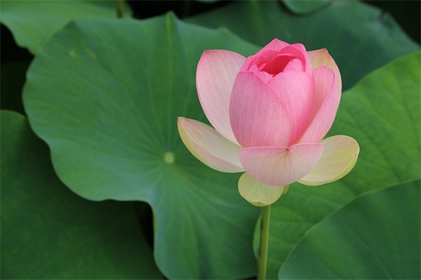 关于五一劳动节的句子