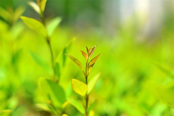让人心里平静的句子