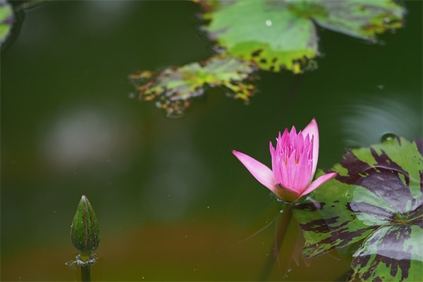 清明节线上祭扫的句子大全(清明节线上祭扫感悟)