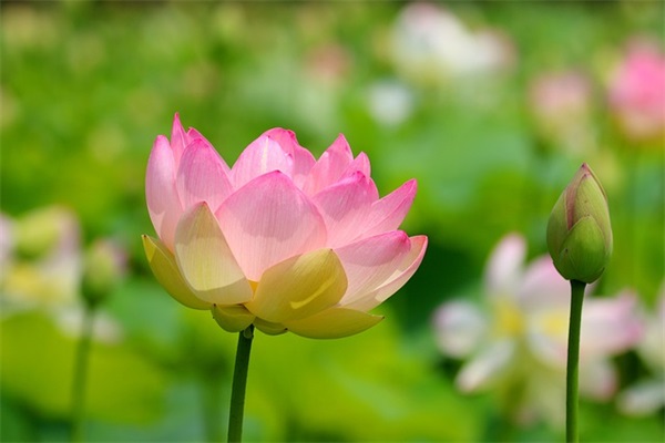六月你好视频文案句子 六月你好文案短句
