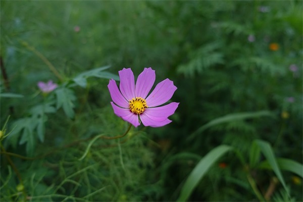 女神节送什么礼物 女神节祝福语精选