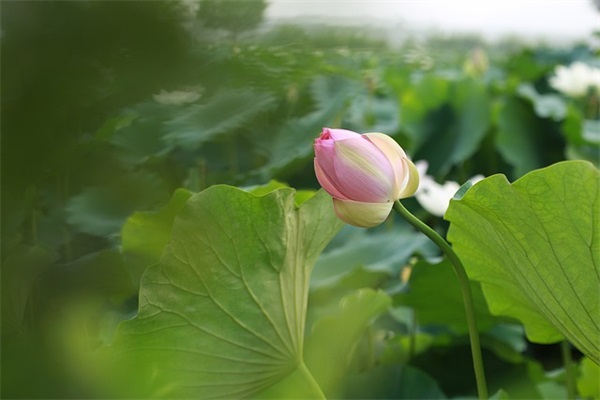 端午节放假愉快祝福短信2025(端午节祝福短信20字)