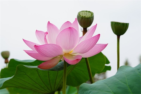 立夏节气快乐的经典祝福语文案(立夏节气祝福语)