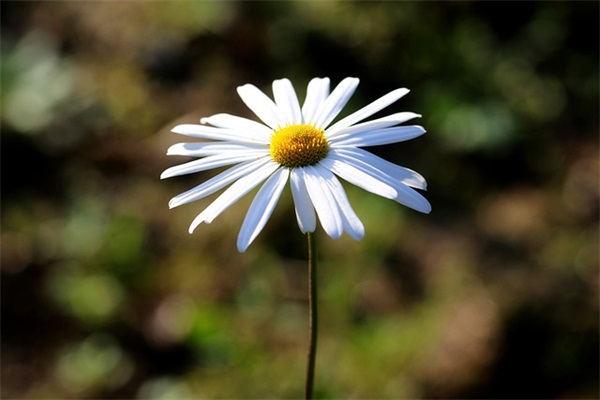 教师节的祝福文案 教师节祝福文案100字