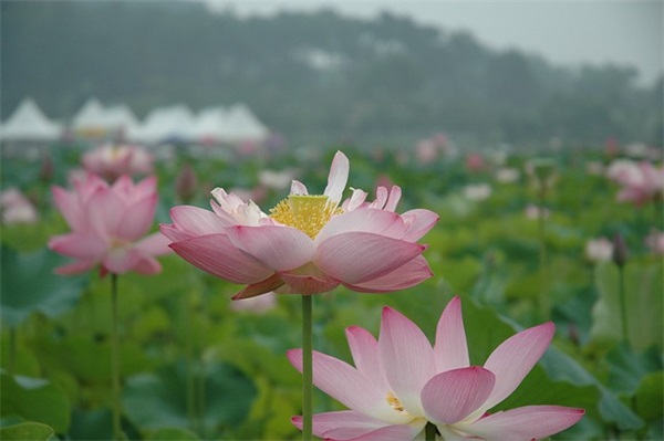 端午节母亲祝福语57句