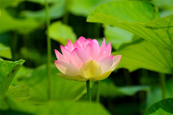 繁体字新年祝福语 繁体字祝福语
