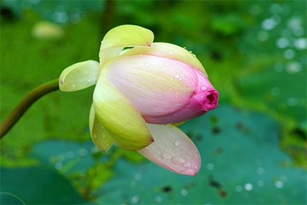 端午节怎样写祝福语57句