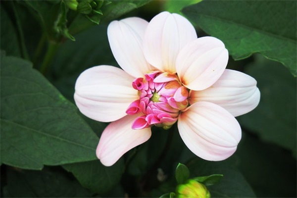 小辈对长辈春节祝福语简短优美(小辈对长辈祝福语)
