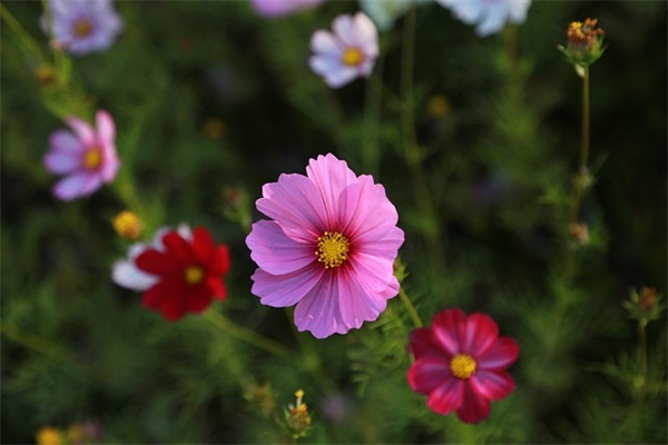最新五四青年节祝福文案短句