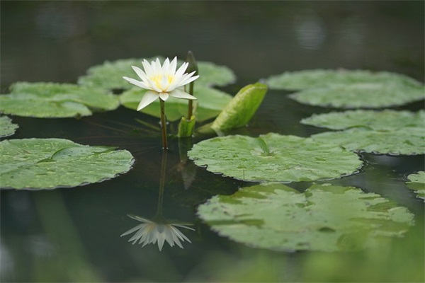 端午节超市祝福语57句