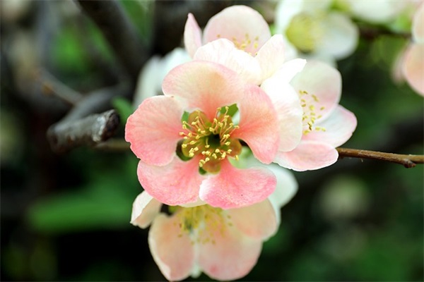 春节新年祝福语句子文案