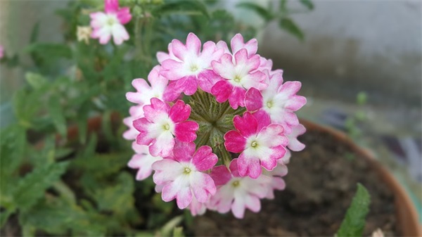 做年菜(精选3篇)