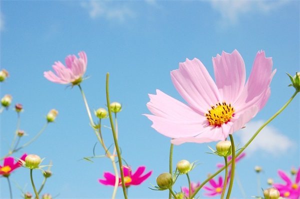 收到花束发朋友圈的的短句 晒自己收到花束的文案