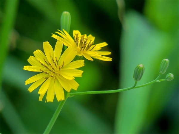 体育节(精选3篇)
