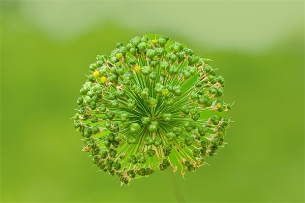乡村野疯狂