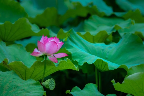 描写科学家的句子79句