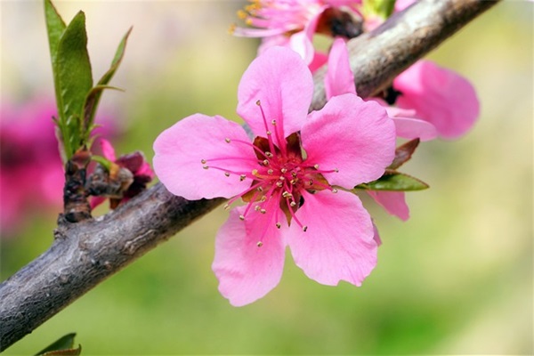 小学语文电教论文范例6篇