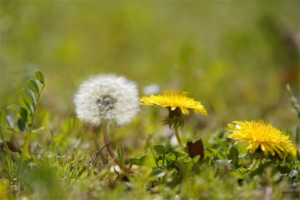 模范教师材料范例6篇
