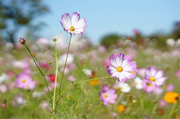 雪中红鱼范例6篇