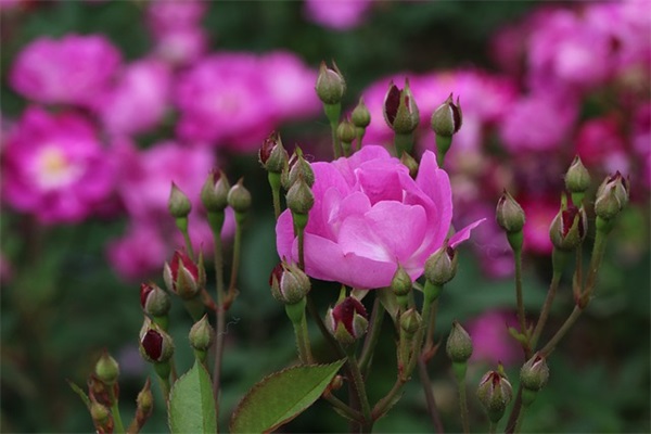 项目可行性报告格式范例6篇