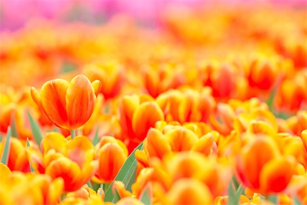 写事作文指导范例6篇