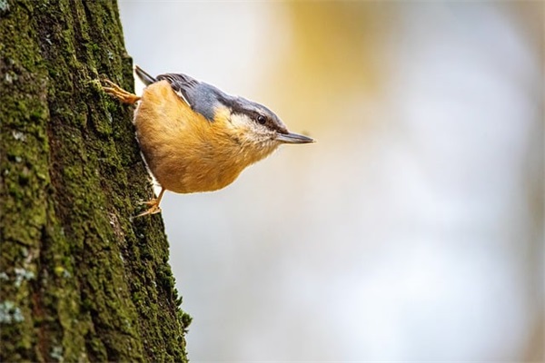 企业网络推广方案范例6篇