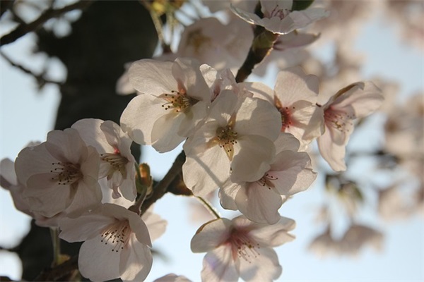 中学体育教学论文范例6篇