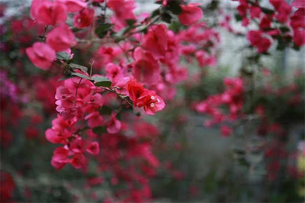 校园激情范例6篇