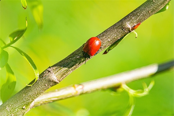 出淤泥而不染范例6篇