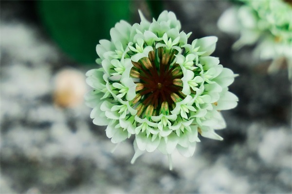 狐假虎威范例6篇