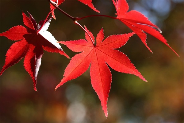 动漫文章范例6篇