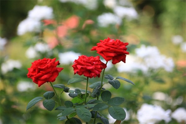 端午节祝福邮件范例6篇