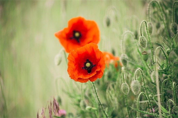 升旗手事迹介绍范例6篇