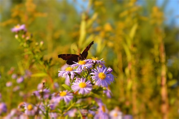 舞龙舞狮作文范例6篇