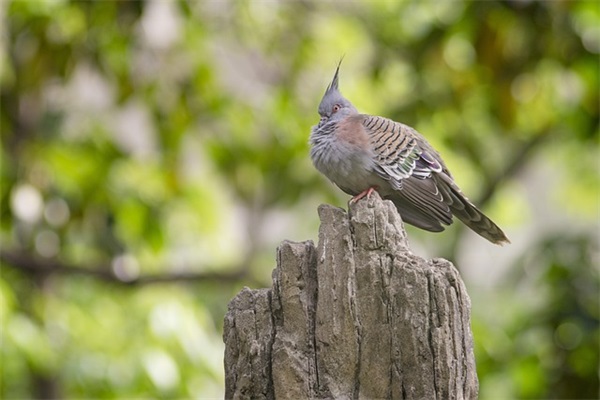 有时我也想作文范例6篇
