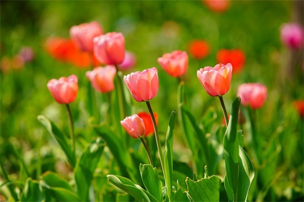 玉米地我和娘范例6篇