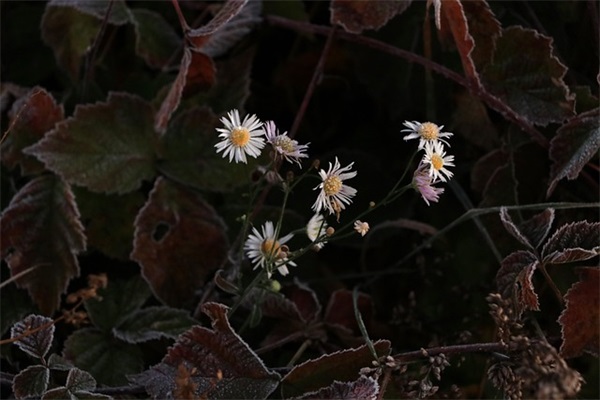 老人与海鸥课文