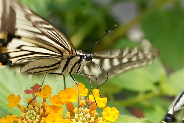 高质量文案句子父爱(赞扬父爱优美的高质量文案)