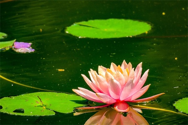 雪的伤感的句子 雪后伤感的句子