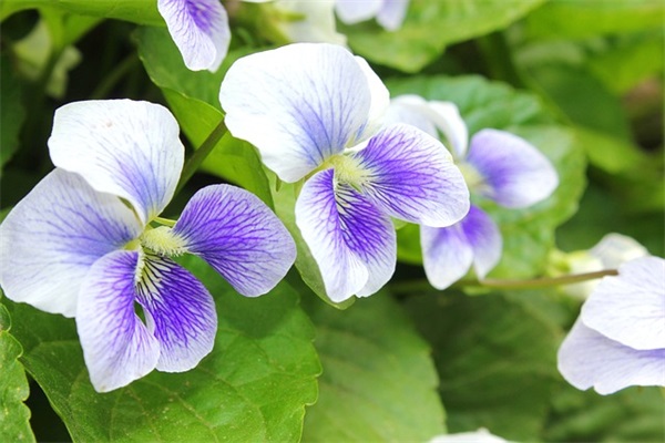 描写柳絮的优美句子摘抄