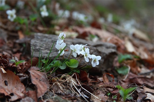 写眼睛的优美句子62句