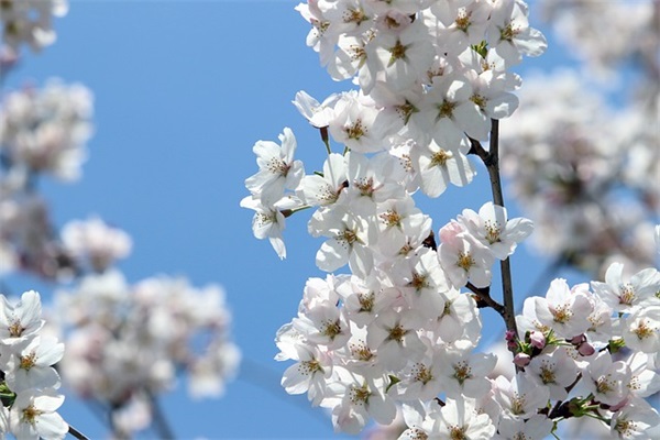 形容春天的优美句子(锦集49条)