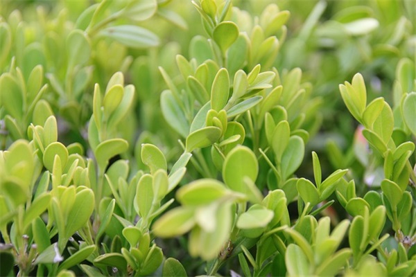 优美句子摘抄大全(摘录46条)