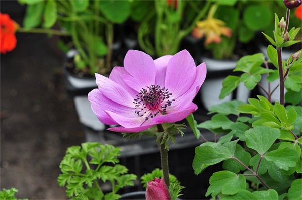 描写夏天的优美简短句子19条